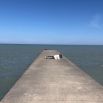 Rosi Pier Planks